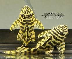 opzoek L134, Dieren en Toebehoren, Vissen | Aquariumvissen, Zoetwatervis, Vis