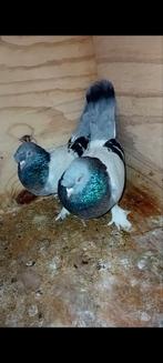 PIGEONS TAKLA, Dieren en Toebehoren, Vogels | Duiven