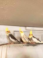 Zeer tamme valkparkieten, stuk/duo/trio – prijs bespreekbaar, Dieren en Toebehoren, Vogels | Parkieten en Papegaaien, Meerdere dieren