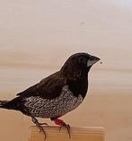 jong koppel zwart grijs japanse meeuwtje, Dieren en Toebehoren, Meerdere dieren, Tropenvogel, Geringd
