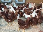 Bruine leghennen, Dieren en Toebehoren, Pluimvee