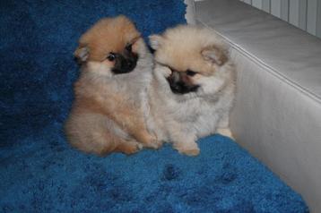 chiots Keeshond