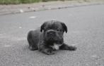 Knappe franse bulldog pups💙, Dieren en Toebehoren, België, Fokker | Hobbymatig, 8 tot 15 weken, CDV (hondenziekte)