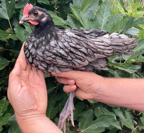 Haantje Andalusier, Dieren en Toebehoren, Pluimvee