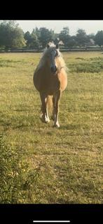 Haflinger te koop, Merrie, Met stamboom, Minder dan 160 cm, 3 tot 6 jaar