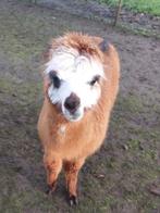 Alpaca merrieveulen te koop, Dieren en Toebehoren, Overige Dieren