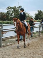 Amateurspaard, Dieren en Toebehoren, Paarden, Ruin, 165 tot 170 cm, Recreatiepaard, 11 jaar of ouder