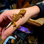 Wimpergekko, Dieren en Toebehoren, Reptielen en Amfibieën, Hagedis, 0 tot 2 jaar