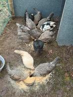 mix kleurlegger, Dieren en Toebehoren, Pluimvee, Vrouwelijk, Kip