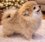 Jouet chiot poméranien femelle, Étranger, Particulier, Loulou, Parvovirose