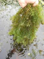 zuurstofplanten, hoornblad, waterpest en vallisneria, Enlèvement ou Envoi