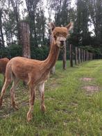 lieve alpaca hengst, Dieren en Toebehoren, Mannelijk, 6 jaar of ouder