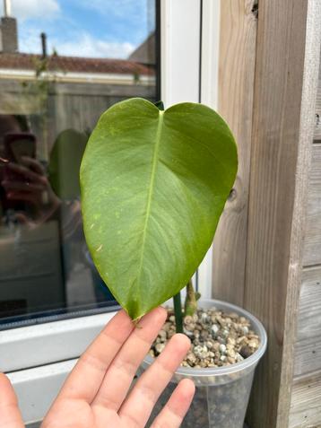 Monstera aurea beschikbaar voor biedingen