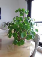 Plante verte Pilea et pot, Maison & Meubles, Plantes d'intérieur, Autres espèces, En pot, Moins de 100 cm, Enlèvement