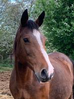 Fokmerrie/draagmerrie, Dieren en Toebehoren, Paarden, Merrie, Springpaard, Gechipt, Zadelmak