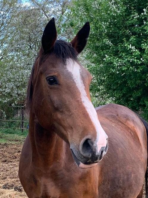 Fokmerrie/draagmerrie, Dieren en Toebehoren, Paarden, Merrie, Zadelmak, 165 tot 170 cm, 11 jaar of ouder, Springpaard, Met stamboom