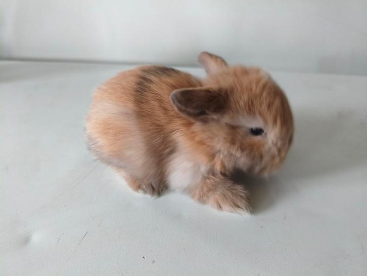 Minilop, Animaux & Accessoires, Lapins, Nain, Mâle, 0 à 2 ans, Oreilles tombantes