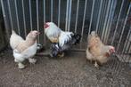 Trio brahma zalm, Animaux & Accessoires, Volatiles, Poule ou poulet, Plusieurs animaux