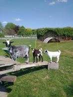 Dwerggeiten, Dieren en Toebehoren, Geit, 0 tot 2 jaar