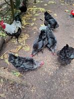 Broedeieren van matans zwart zilverhals, Dieren en Toebehoren, Pluimvee