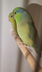 Koppel forpus, Dieren en Toebehoren, Geringd