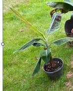 Musa Cavendish Dwarf bananenplant, Ophalen