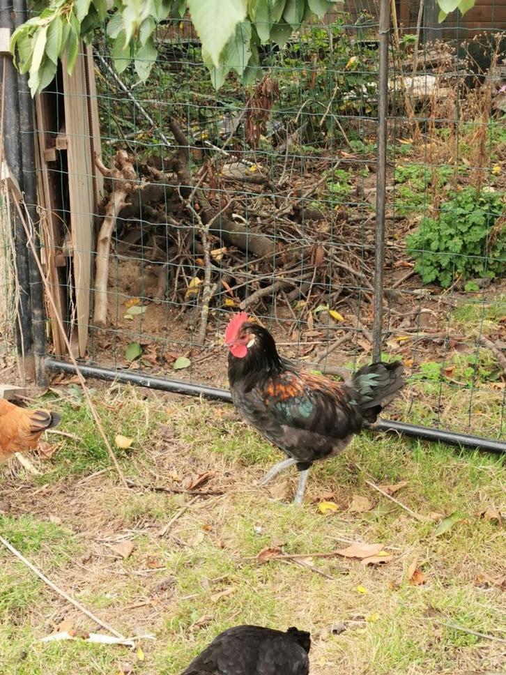 Mooie Brabantse haan gratis, Dieren en Toebehoren, Pluimvee, Kip, Mannelijk