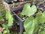 Rabarber plant in hoge bloembak, Tuin en Terras, Planten | Tuinplanten, Ophalen