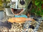 Ancistrus (2x vrouw + 1x man), Vis, Zoetwatervis
