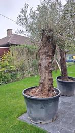 Olijfboom, Tuin en Terras, Planten | Bomen, Ophalen, In pot, Olijfboom, 250 tot 400 cm
