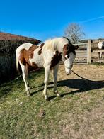 Prachtige jaarling!, Dieren en Toebehoren, Paarden, Springpaard, 0 tot 2 jaar, Hengst, 160 tot 165 cm