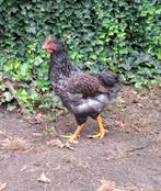 Jong Barnervelder haantje blauw dubbelgezoomd, Dieren en Toebehoren, Pluimvee, Kip