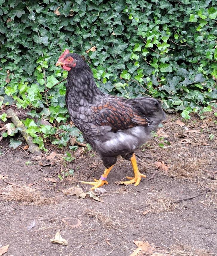 Jong Barnervelder haantje blauw dubbelgezoomd, Dieren en Toebehoren, Pluimvee, Kip