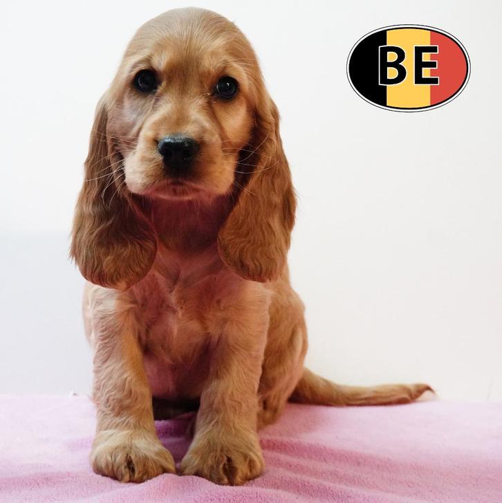 Prachtige Engelse Cockers - verschillende kleuren!, Dieren en Toebehoren, Honden | Retrievers, Spaniëls en Waterhonden, Meerdere dieren