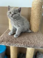 Britse korthaar kittens, Dieren en Toebehoren, Katten en Kittens | Raskatten | Korthaar, Meerdere dieren, Gechipt, 0 tot 2 jaar