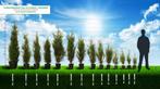 Thuja Plicata atrovirens ,haagsparren,haagconiferen,haagplan, Jardin & Terrasse, Plantes | Arbustes & Haies, 100 à 250 cm, Enlèvement