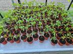 tomatenplanten, Ophalen, Volle zon, Groenteplanten, Eenjarig