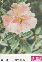 lucifermerk luciferetiket #201 bloemen (50-12), Collections, Articles de fumeurs, Briquets & Boîtes d'allumettes, Boîtes ou marques d'allumettes