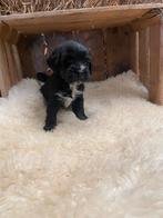 Tibetaanse terriër pups, Parvo, België, Overige rassen, 8 tot 15 weken