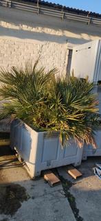 Palmboompjes te koop 5x, Tuin en Terras, Ophalen