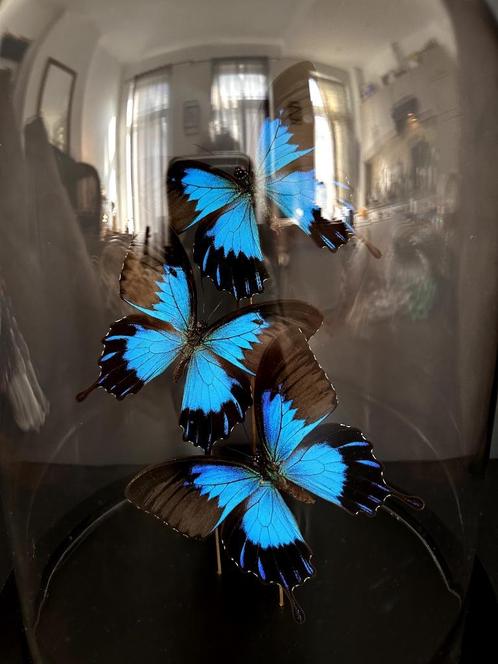 Splendide Envol de 3 Papillons Exotiques Ulysses Telegonus, Collections, Collections Animaux, Neuf, Animal empaillé, Insecte, Enlèvement ou Envoi