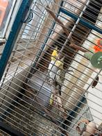 Couple calopsite avec cage