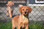 Labrador pups super lief karakter, Dieren en Toebehoren, Honden | Retrievers, Spaniëls en Waterhonden, Meerdere, 8 tot 15 weken