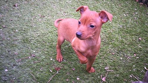 Pinscher pups, Dieren en Toebehoren, Honden | Bulldogs, Pinschers en Molossers, Reu, Overige rassen, Fokker | Professioneel, Meerdere