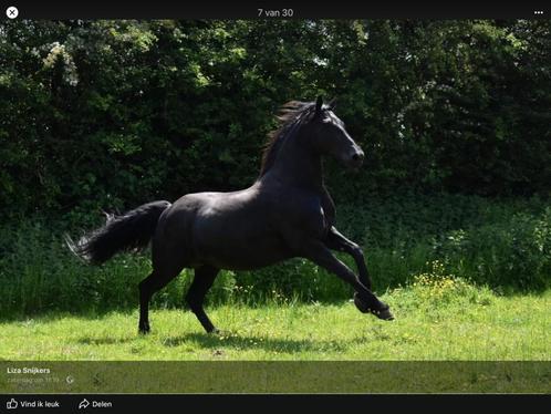 Arabo Fries te koop, Dieren en Toebehoren, Paarden, Merrie, 165 tot 170 cm, 11 jaar of ouder, Tuigpaard, Met stamboom, Gechipt