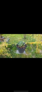 Agave verschillende soorten, Ophalen