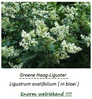 HAAGPLANTEN oa Groene & Gele LIGUSTER, FAGUS (BEUKHAAG),...