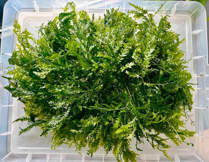 Uniek stuk - Onderwater varen Bolbitis XXXL Kingsize, Animaux & Accessoires, Poissons | Aquariums & Accessoires, Neuf, Plante(s), Pierre ou Bois