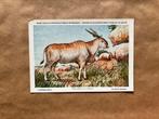 Beschermde Zoogdieren In Belgisch Congo Nr.19 Eland Antilope, Verzamelen, Ophalen of Verzenden, Ongelopen, Wild dier