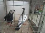 Koppels vliegduiven en losse, Dieren en Toebehoren, Vogels | Duiven